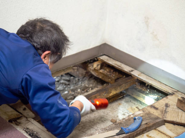 St Francis, WI Mold Remediation Company