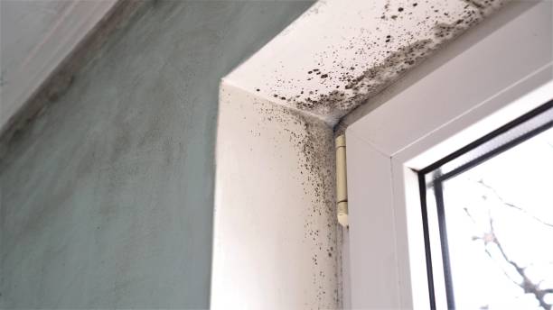 Best Basement Mold Remediation in St Francis, WI