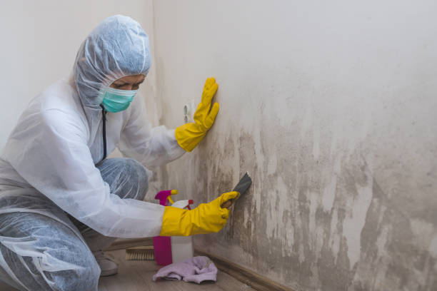 Best Residential Mold Remediation in St Francis, WI