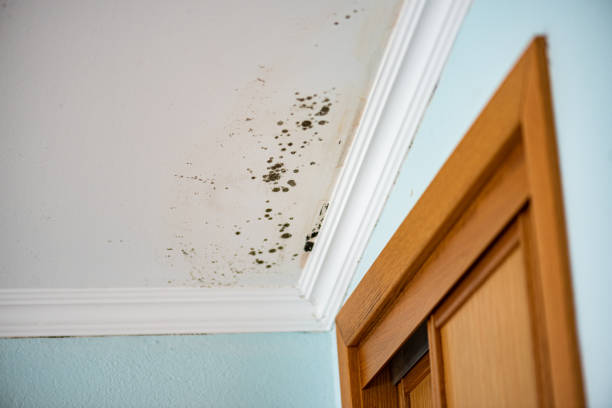 Best Insurance-Related Mold Remediation in St Francis, WI