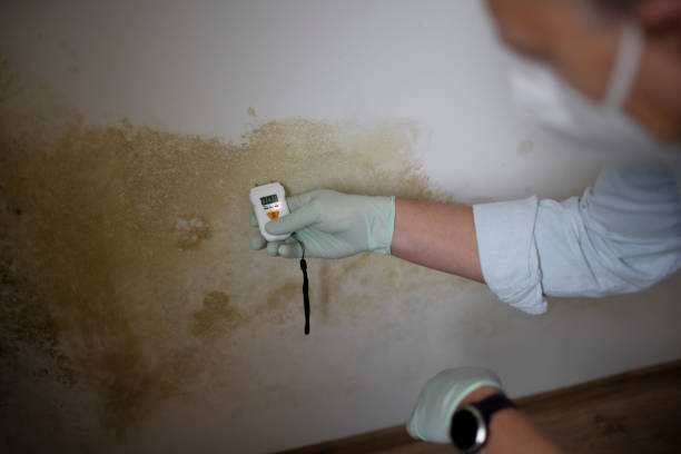 Best Residential Mold Remediation in St Francis, WI