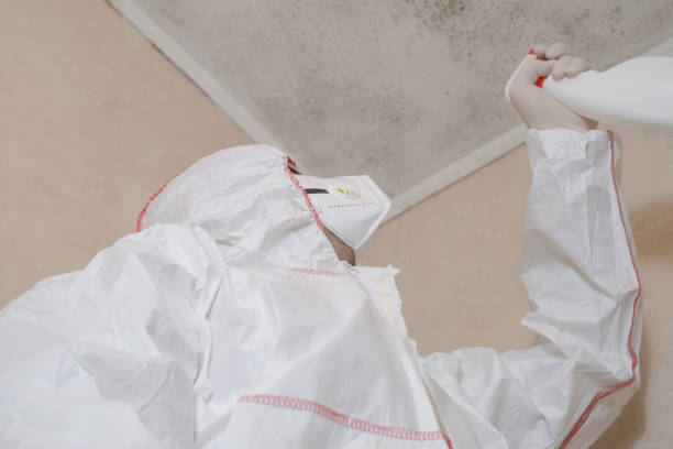 Best Basement Mold Remediation in St Francis, WI