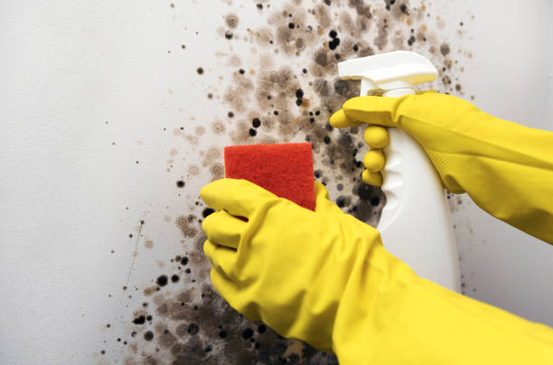 Best Emergency Mold Remediation in St Francis, WI