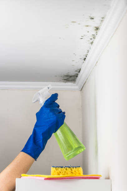 Best Black Mold Remediation in St Francis, WI